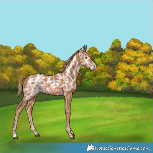 Horse Color:Chestnut Ice Rabicano 