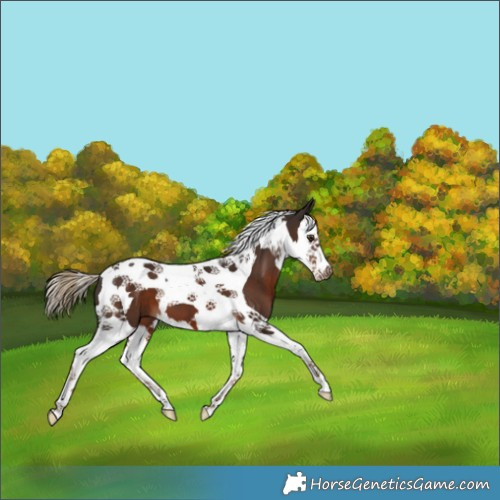 Horse Color:Liver Chestnut Splash Tobiano 