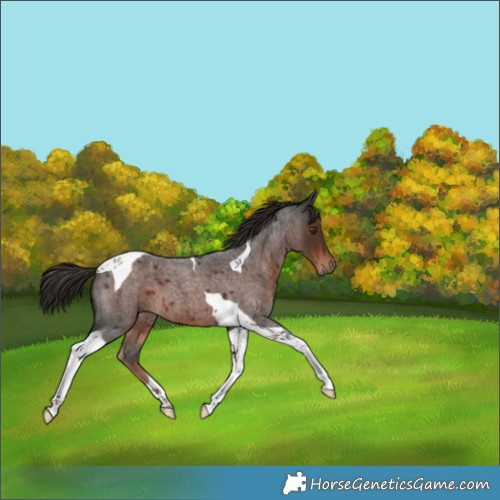 Horse Color:Liver Red Roan Tobiano 