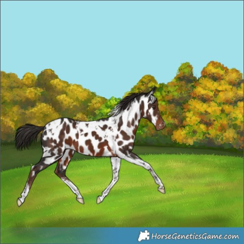 Horse Color:Liver Chestnut Tobiano Appaloosa 