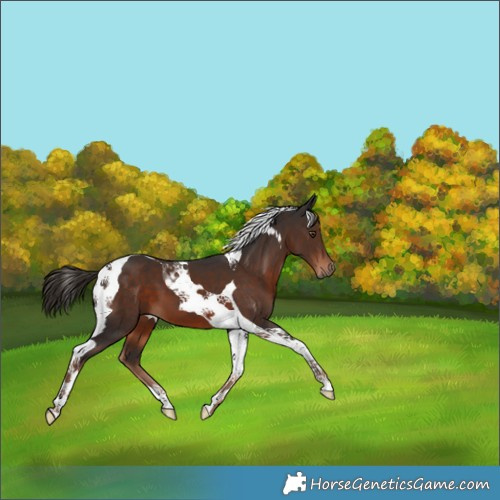 Horse Color:Liver Chestnut Tobiano 