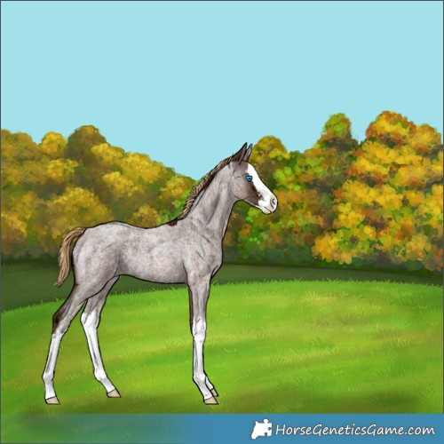 Horse Color:Red Ice Roan Splash Rabicano 