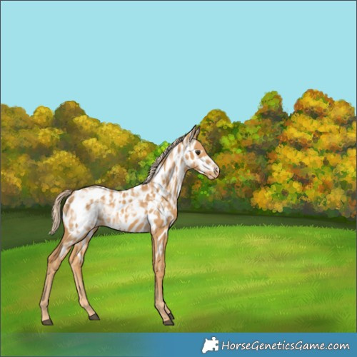 Horse Color:Palomino Ice Appaloosa Rabicano 