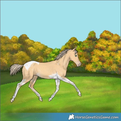 Horse Color:Gold Cream Champagne Dun Tobiano 