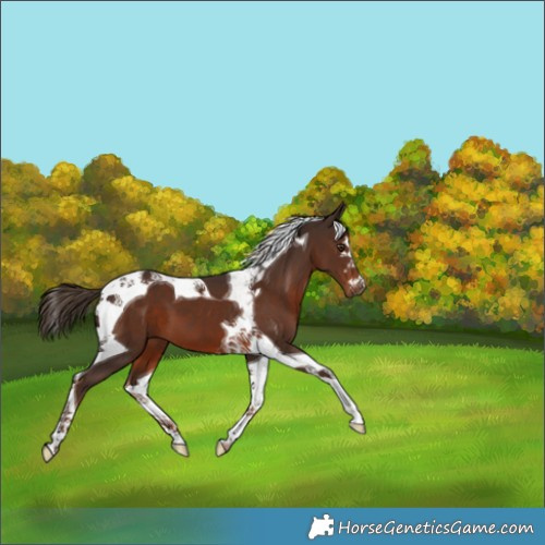 Horse Color:Liver Chestnut Tobiano 
