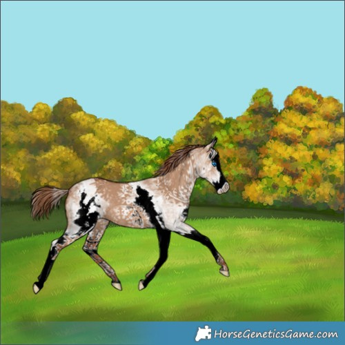 Horse Color:White Spotted Red Dun Splash 