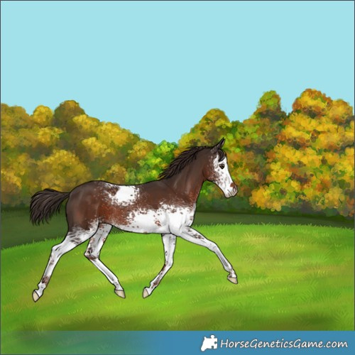 Horse Color:White Spotted Liver Chestnut 
