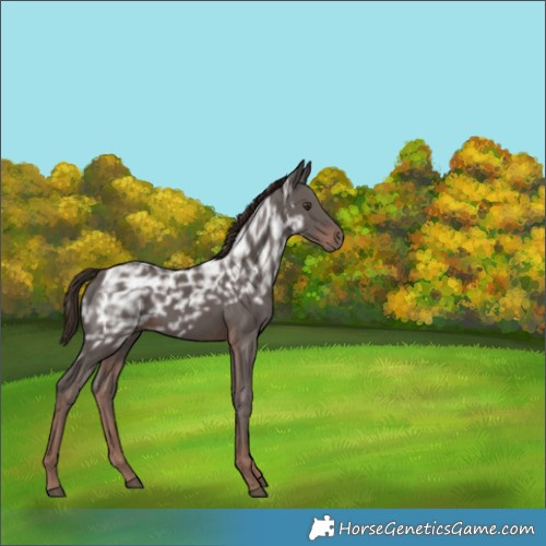 Horse Color:Liver Chestnut Ice Rabicano 