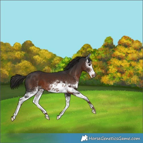Horse Color:White Spotted Liver Chestnut 