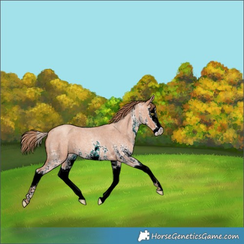 Horse Color:White Spotted Gold Champagne Roan Splash 