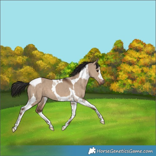 Horse Color:Liver Red Dun Tobiano 