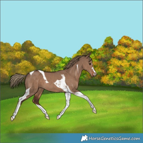 Horse Color:Liver Red Dun Tobiano 