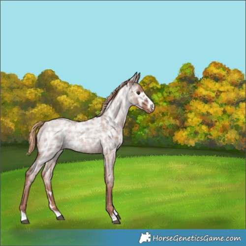 Horse Color:Red Ice Roan Rabicano 