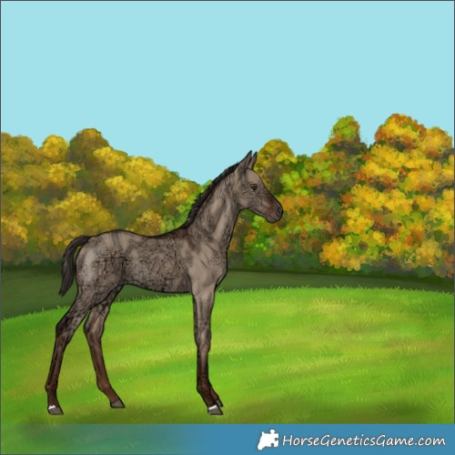 Horse Color:Liver Red Dun Ice Rabicano 