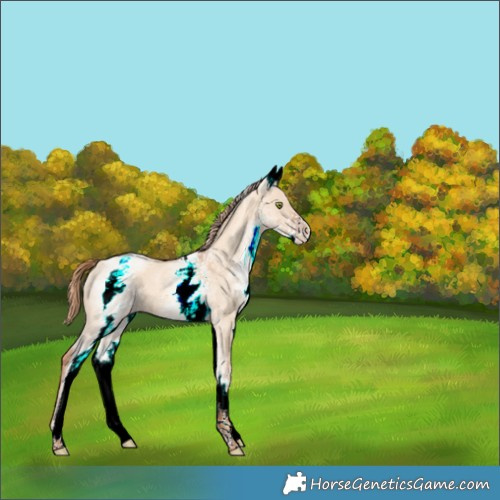 Horse Color:White Spotted Gold Champagne Dun 