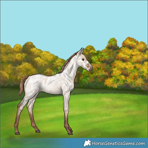 Horse Color:Red Dun Ice Roan Rabicano 