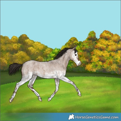 Horse Color:White Spotted Liver Red Dun Roan 
