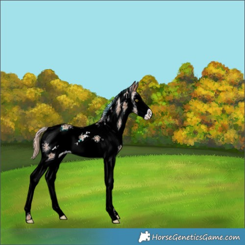 Horse Color:White Spotted Gold Champagne Splash 