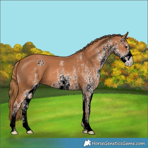 Horse Color:White Spotted Chestnut 