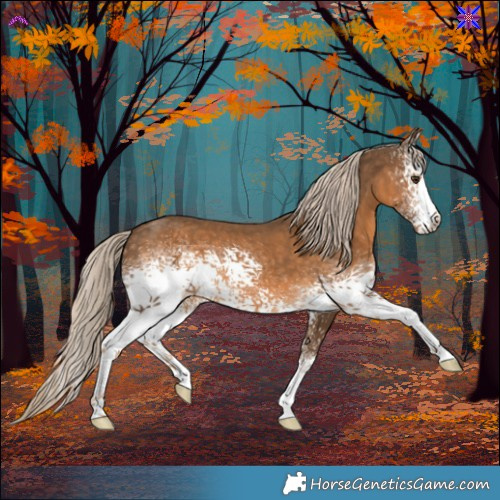 Horse Color:White Spotted Chocolate Palomino 