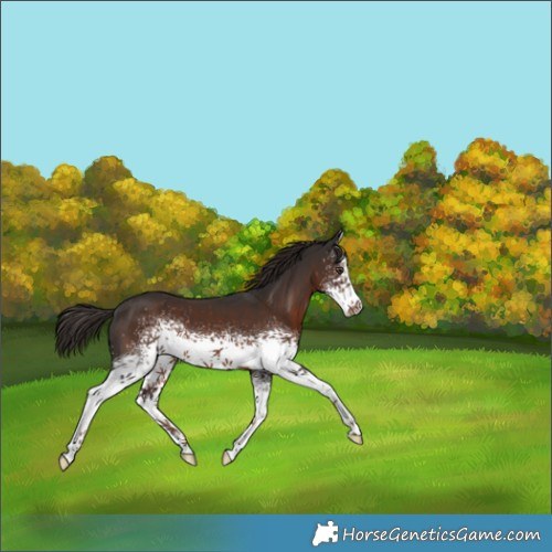Horse Color:White Spotted Liver Chestnut 