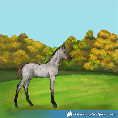 Horse Color:Liver Red Dun Ice Roan Rabicano 