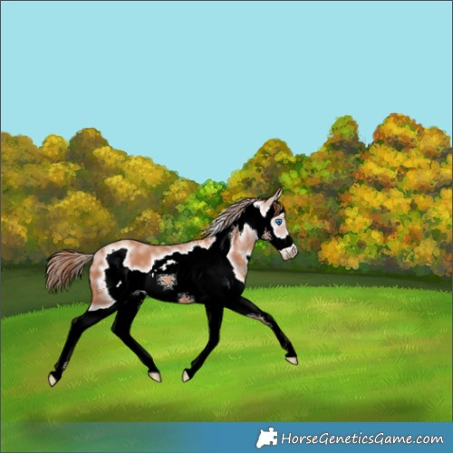 Horse Color:White Spotted Gold Champagne Splash Frame 