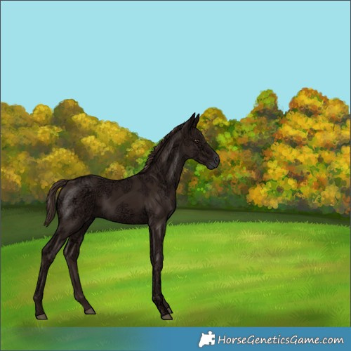 Horse Color:Liver Chestnut Ice Rabicano 