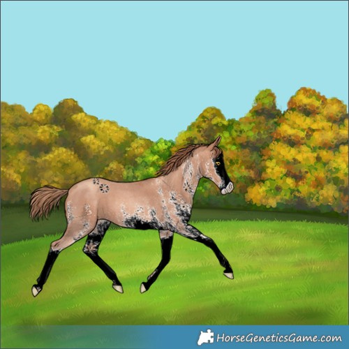 Horse Color:White Spotted Gold Champagne Splash 
