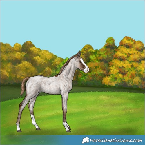 Horse Color:Red Ice Roan Splash Rabicano 