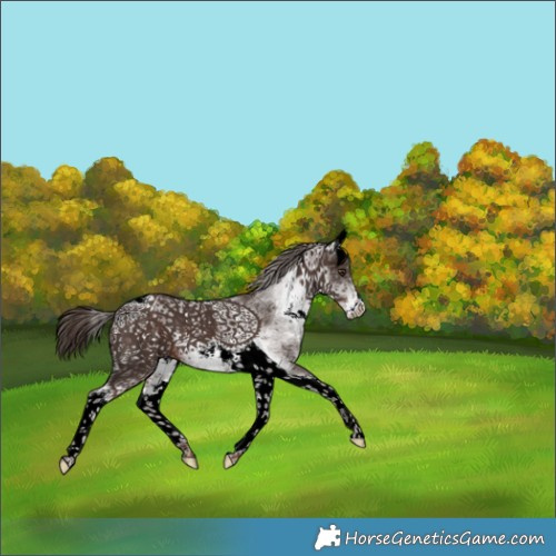 Horse Color:White Spotted Liver Chestnut Tobiano 
