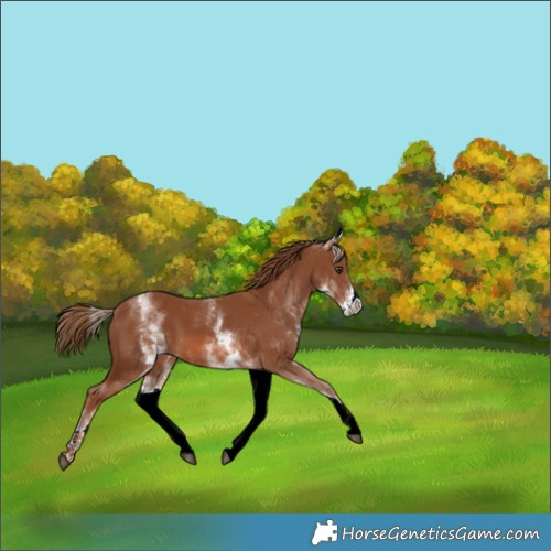 Horse Color:White Spotted Chestnut 