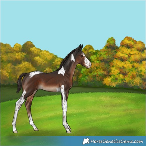 Horse Color:White Spotted Liver Chestnut Tobiano 