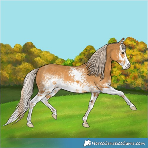 Horse Color:White Spotted Palomino Splash 