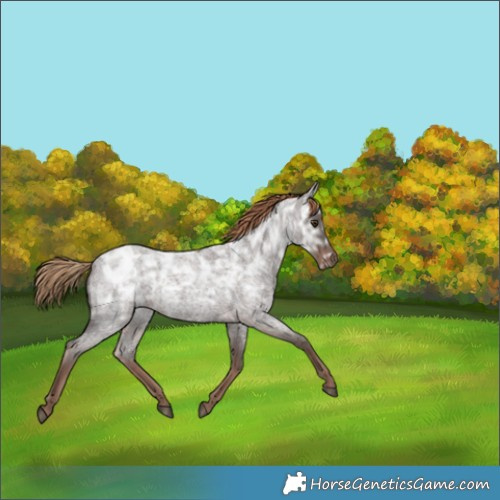 Horse Color:Liver Red Ice Roan Rabicano 