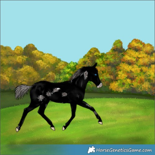 Horse Color:White Spotted Liver Chestnut Splash Appaloosa 