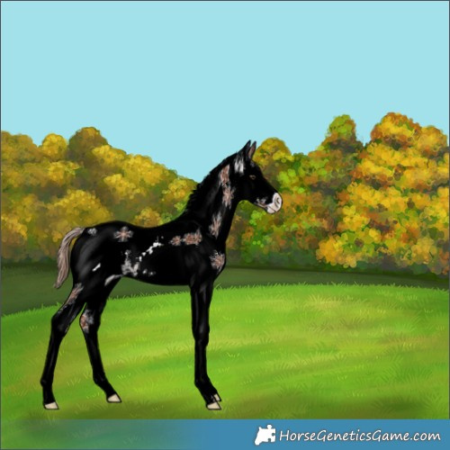 Horse Color:White Spotted Chestnut Splash Tobiano 