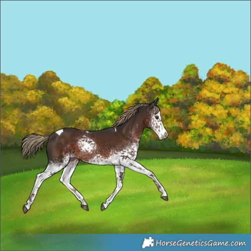 Horse Color:White Spotted Liver Chestnut Tobiano 