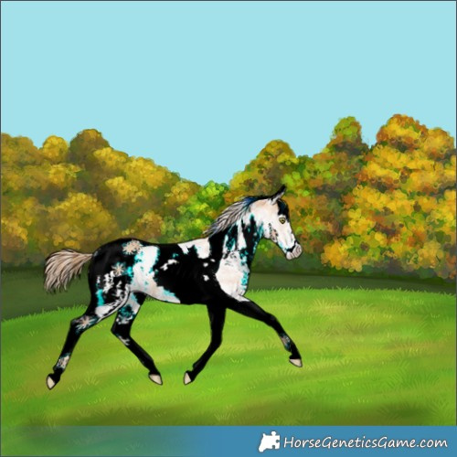 Horse Color:White Spotted Gold Champagne Tobiano 