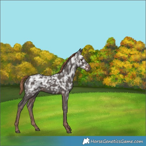 Horse Color:Liver Chestnut Ice Rabicano 