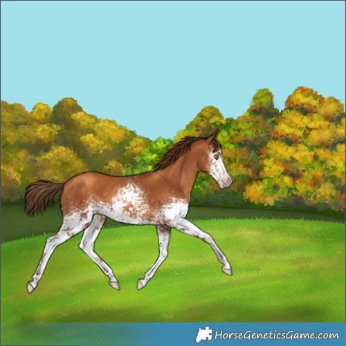 Horse Color:Gray White Spotted Gold Champagne 