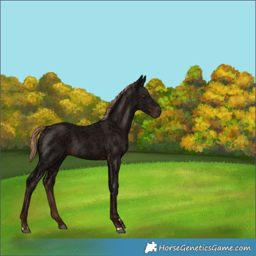 Horse Color:Liver Chestnut Ice Rabicano 