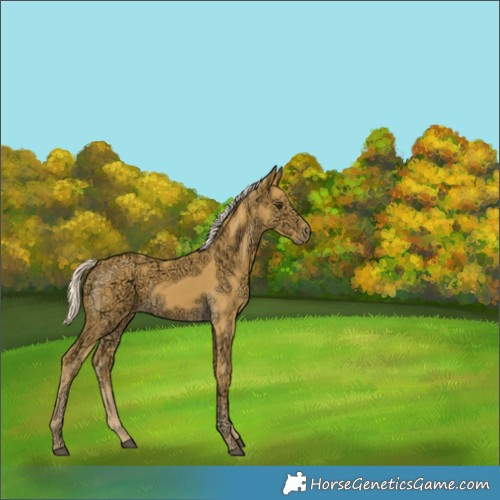 Horse Color:Palomino Ice Rabicano 