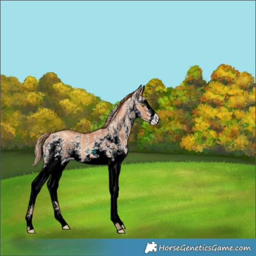 Horse Color:White Spotted Gold Champagne Splash 