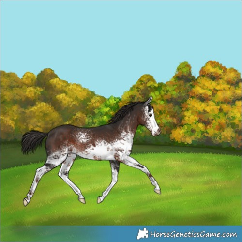 Horse Color:White Spotted Liver Chestnut 