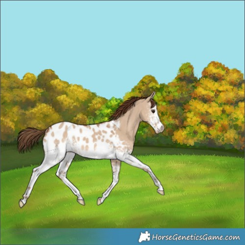 Horse Color:White Spotted Red Dun Appaloosa 