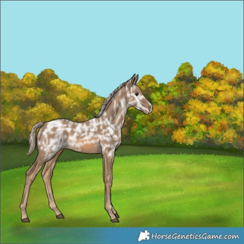 Horse Color:Chocolate Palomino Ice Rabicano 