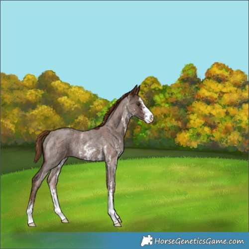 Horse Color:Red Ice Roan Sabino Rabicano 