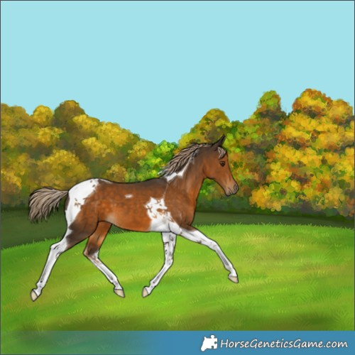 Horse Color:Chocolate Palomino Tobiano 
