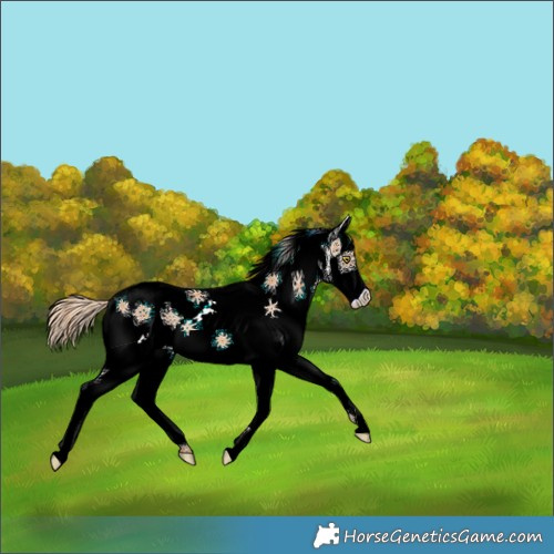 Horse Color:White Spotted Gold Champagne Splash 